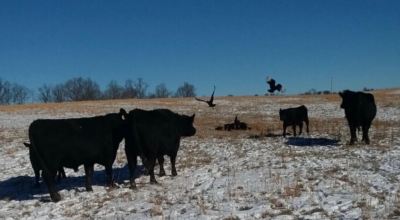 Cows watch as Black Vultures attack calves. (Photo submitted)