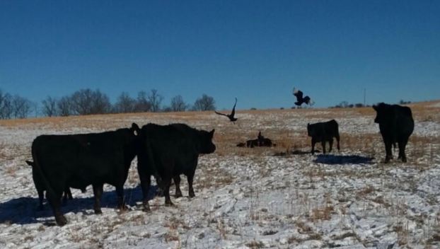 Cows watch as Black Vultures attack calves. (Photo submitted)