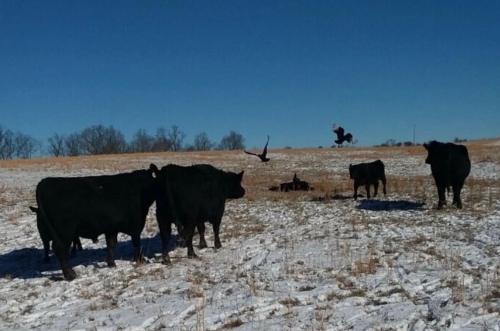 Cows watch as Black Vultures attack calves. (Photo submitted)