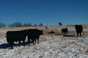 Cows watch as Black Vultures attack calves. (Photo submitted)