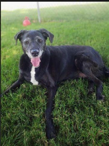 DBCHS pet of the week: Myrtle